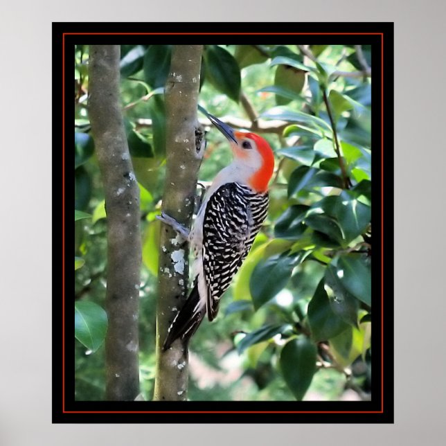 Woodpecker Poster (Framsidan)
