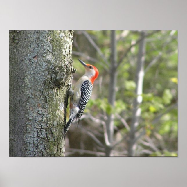 Woodpecker Poster (Framsidan)