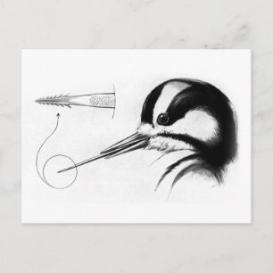 Woodpecker Tunga Anatomy Vykort