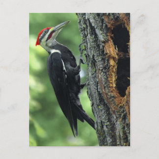 Woodpecker Vykort