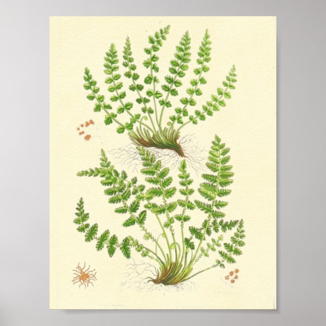 Woodsia Fern Poster (Framsidan)