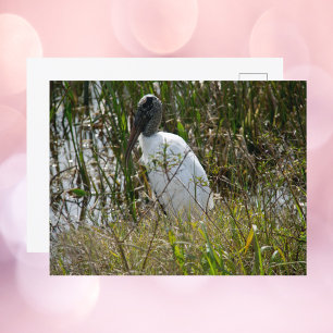 Woodstork Florida Wetlands Photograph Vykort
