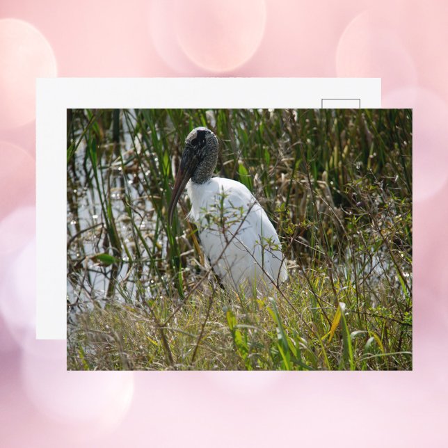 Woodstork Florida Wetlands Photograph Vykort (A postcard with a photograph of a wood stork bird.)