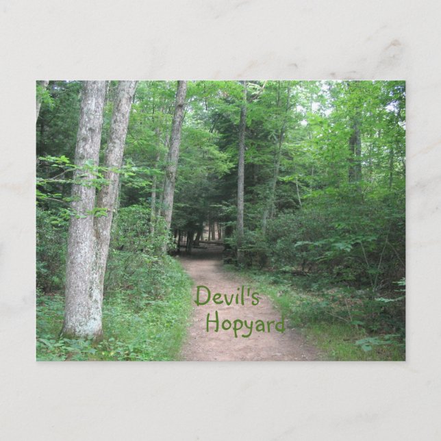 Woodsy Väg Vykort (Framsida)