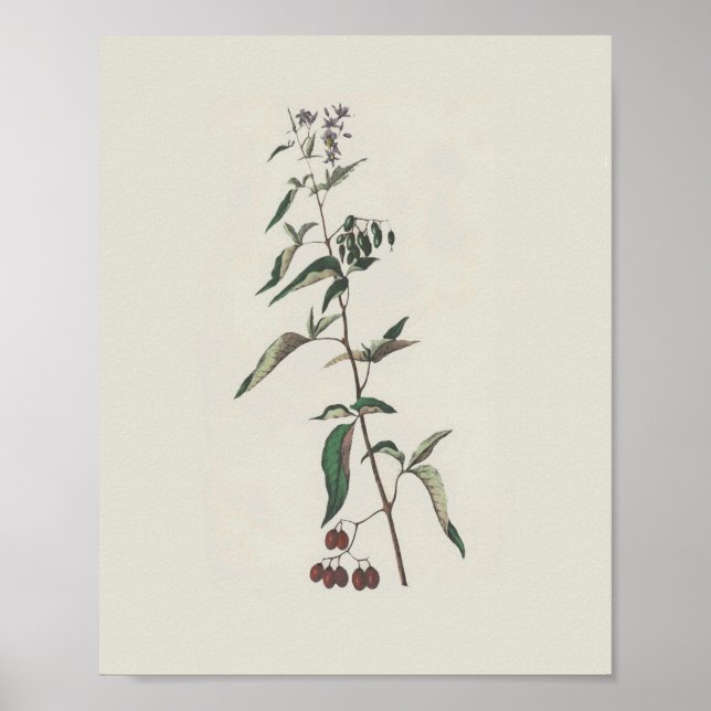 Woody Nightshade Poster (Framsidan)