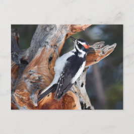 "Woody Woodpecker" i Rocky Mountain National Park Vykort