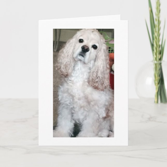 WOOF WOOF/GRATTIS PÅ FÖDELSEDAGEN SAYS COCKER SPAN KORT (Framsida)