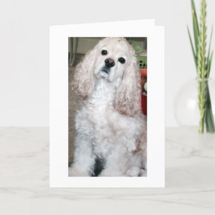WOOF WOOF/GRATTIS PÅ FÖDELSEDAGEN SAYS COCKER SPAN KORT
