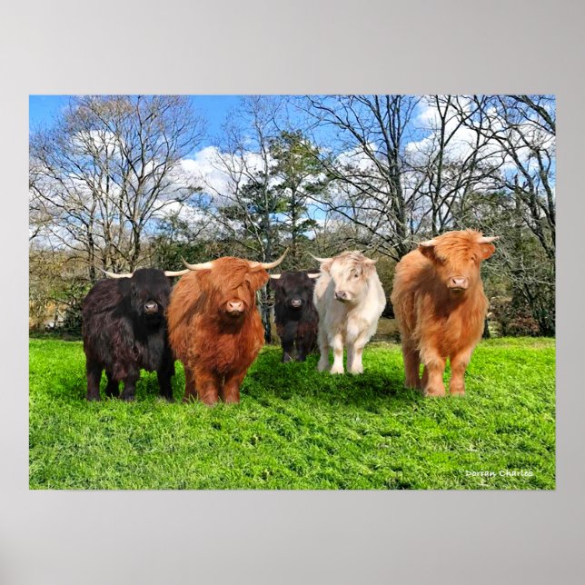 "Woolies" Poster (Framsidan)