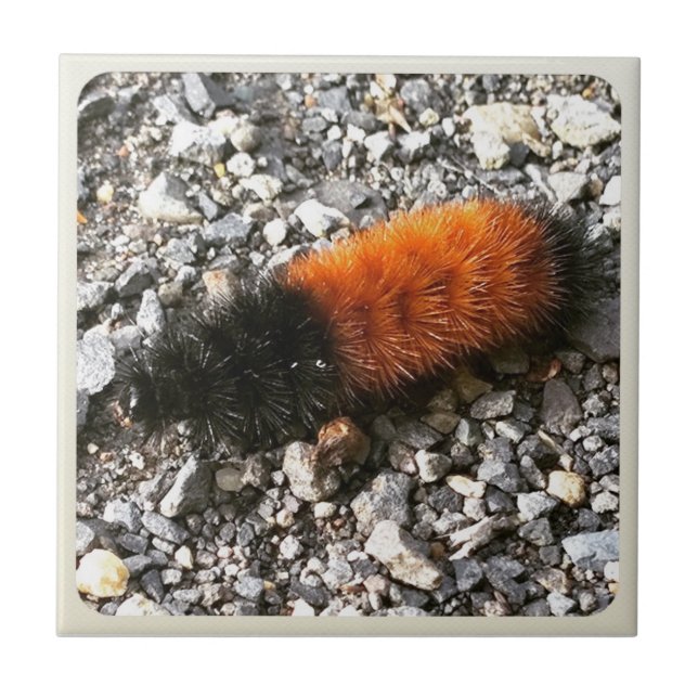 Wooly Bear Caterpelare Kakelplatta (Framsidan)