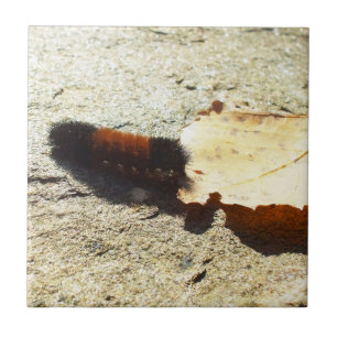 Wooly Bear Caterpelare Kakelplatta