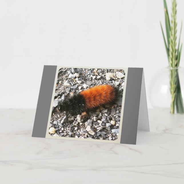 Wooly Bear Caterpelare Kort (Framsida)