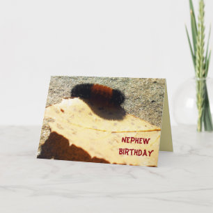 Wooly Bear Caterpelare Kort