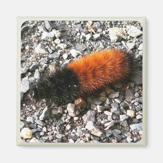 Wooly Bear Caterpelare Magnet (Framsidan)