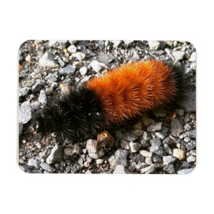 Wooly Bear Caterpelare Magnet