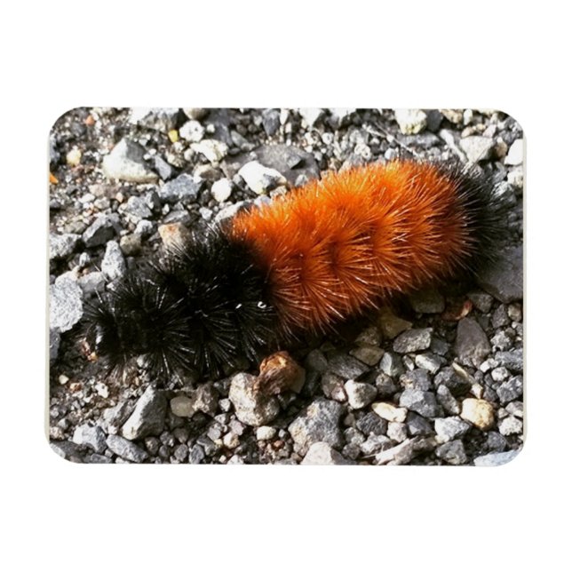 Wooly Bear Caterpelare Magnet (Horisontell)