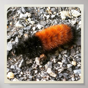 Wooly Bear Caterpelare Poster