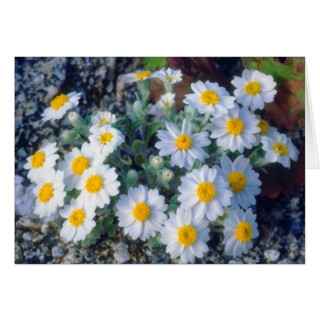 Wooly Daisy Wildblommor Hälsningskort (Framsidan Horizontal)
