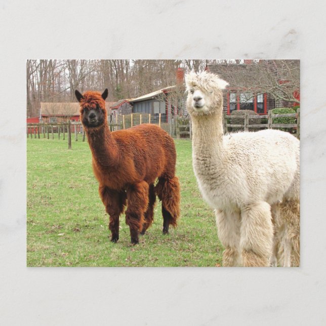 Wooly Llamas ~ vycard Vykort (Framsida)
