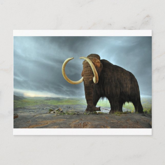 Wooly Mammoth-Modet Destiny Vykort (Framsida)