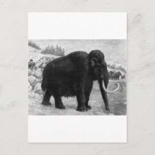 Wooly Mammoth-Modet Destiny Vykort