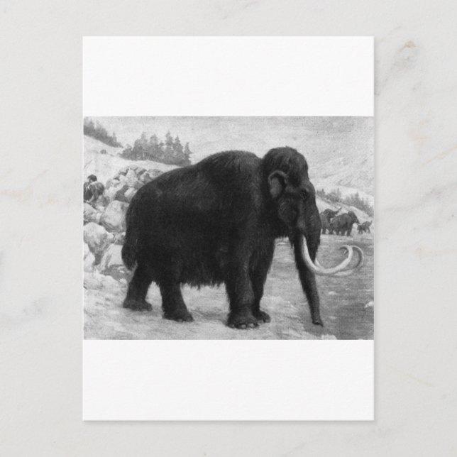 Wooly Mammoth-Modet Destiny Vykort (Framsida)