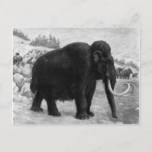 Wooly Mammoth-Modet Destiny Vykort