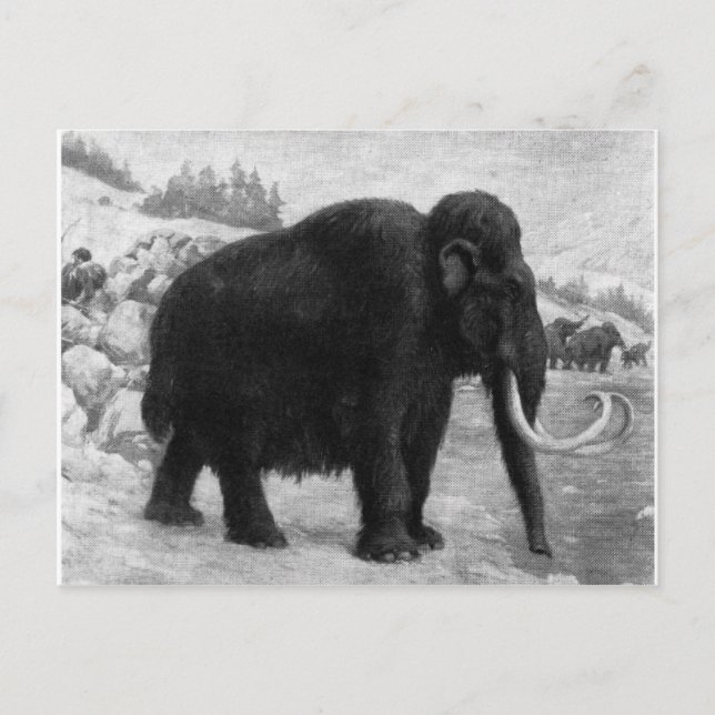 Wooly Mammoth-Modet Destiny Vykort (Framsida)