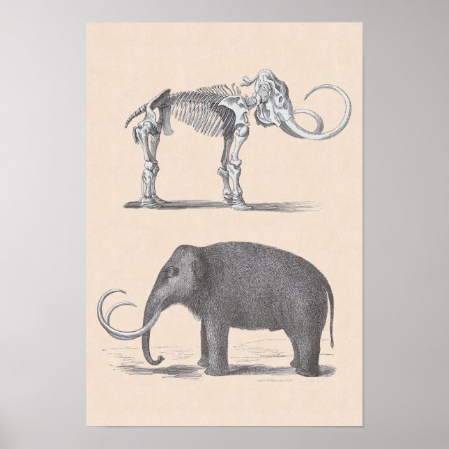 Wooly Mammoth och Skeleton PreHistory Animals Poster (Framsidan)