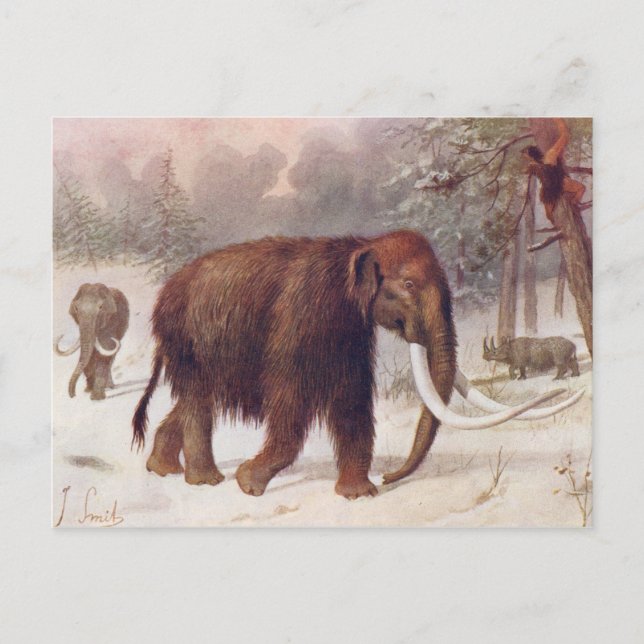 Wooly Mammoth Prehistorth Animal Antique Skriv ut Vykort (Framsida)