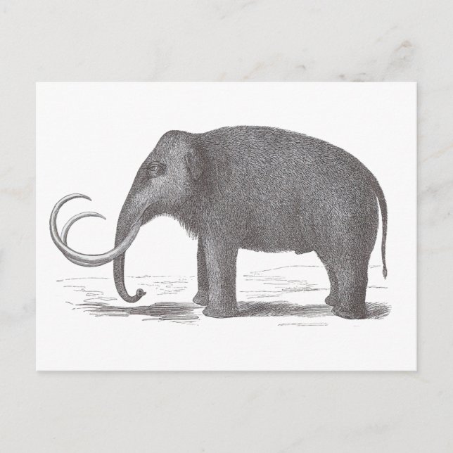 Wooly Mammoth Utdödar Mastodon Antique Print Vykort (Framsida)
