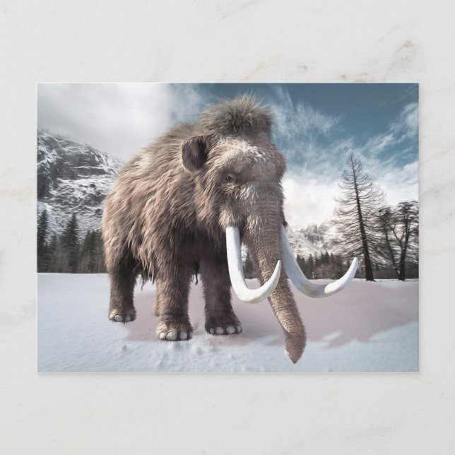 Wooly Mammoth Vykort (Framsida)