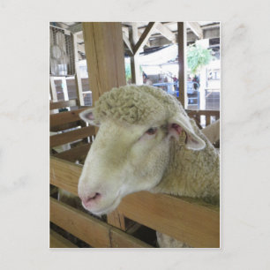 Wooly Sheep Vykort