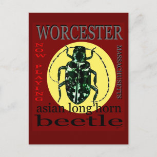 Worcester Long Horned Beetle Vykort