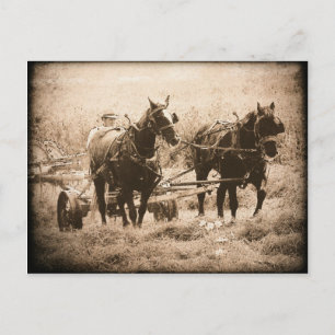 Working Amish Horses Sepia Vykort