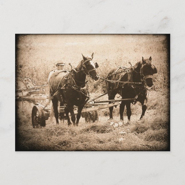 Working Amish Horses Sepia Vykort (Framsida)
