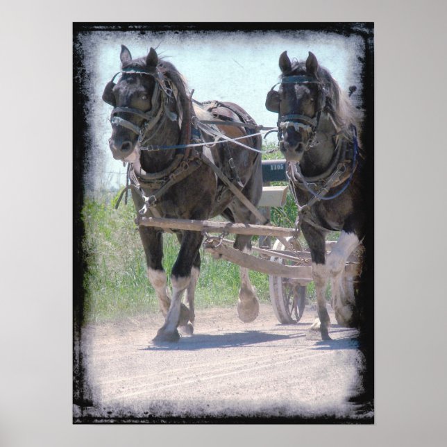 Working Amish Pintos Poster (Framsidan)