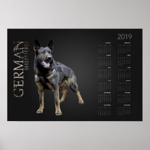 Working German Shepherd Hund - GSD Calendar 2019 Poster
