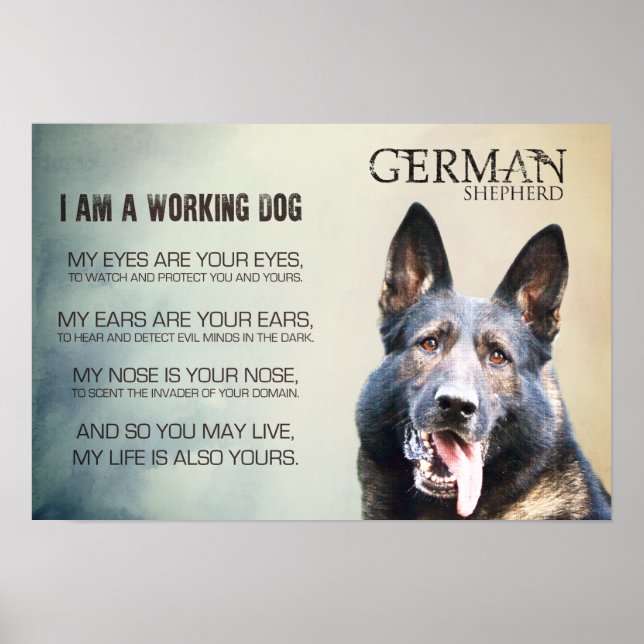Working German Shepherd Hund - GSD Poster (Framsidan)