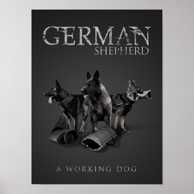 Working German Shepherd Hund - GSD Poster (Framsidan)