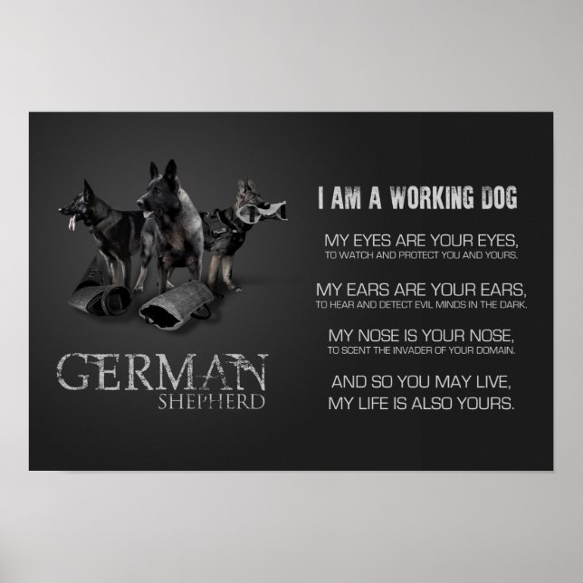 Working German Shepherd Hund - GSD Poster (Framsidan)