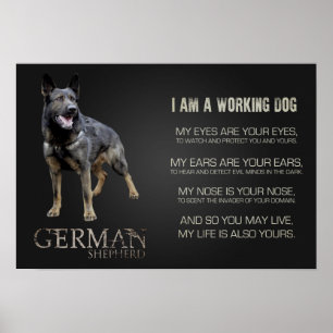 Working German Shepherd Hund - GSD Poster