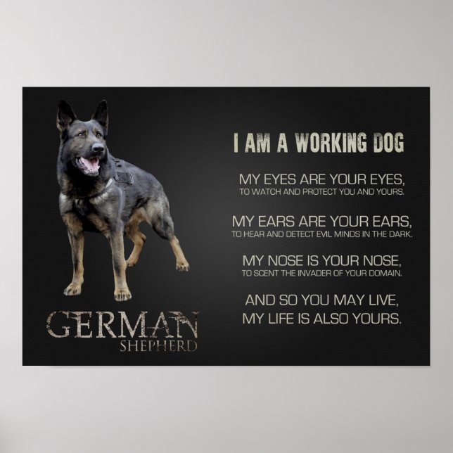 Working German Shepherd Hund - GSD Poster (Framsidan)