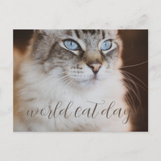 world Cat Day Postcard Vykort