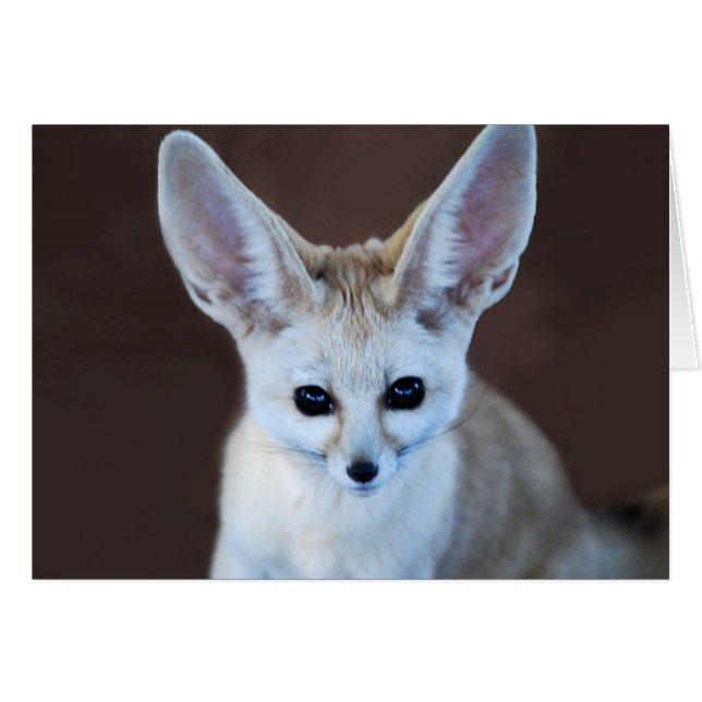 World Cutest Fennec Fox Hälsningskort (Framsidan Horizontal)
