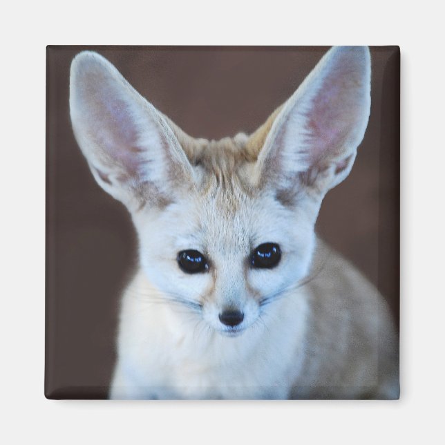 World Cutest Fennec Fox Magnet (Framsidan)