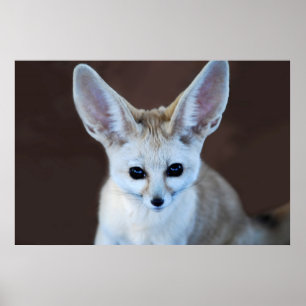 World Cutest Fennec Fox Poster