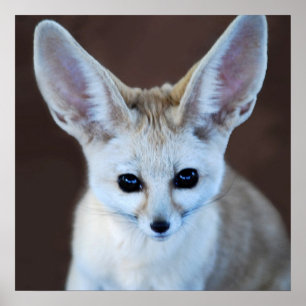 World Cutest Fennec Fox Poster