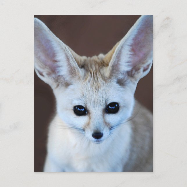 World Cutest Fennec Fox Vykort (Framsida)