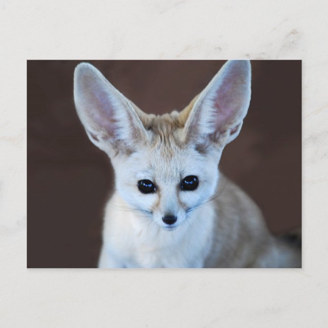 World Cutest Fennec Fox Vykort (Framsida)